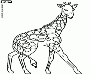Раскраски от жирафа Раскраски от жирафа